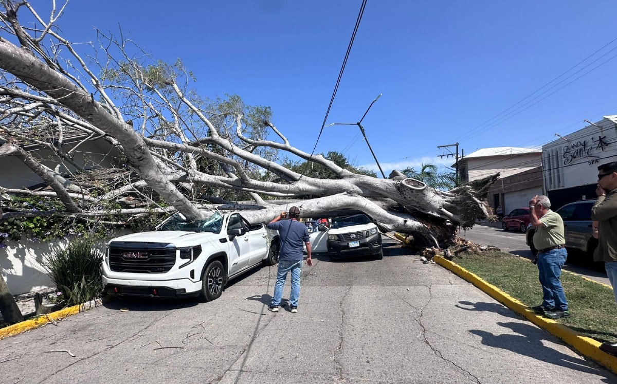 Árbol cae sobre dos camionetas en avenida Faja de Oro, en Tampico