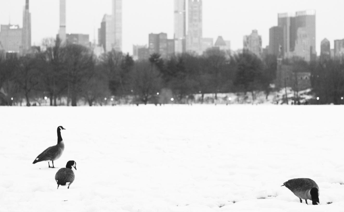 Central Park cubierto por la nieve en enero de 2026. (Foto: Évolet Aceves)