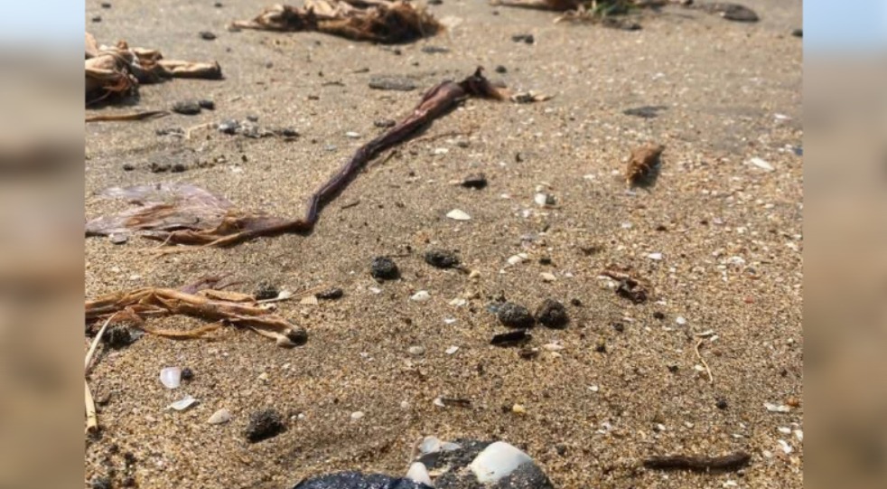 El hallazgo se registró en la playa del ejido Guillermo Prieto. (Foto: especial)