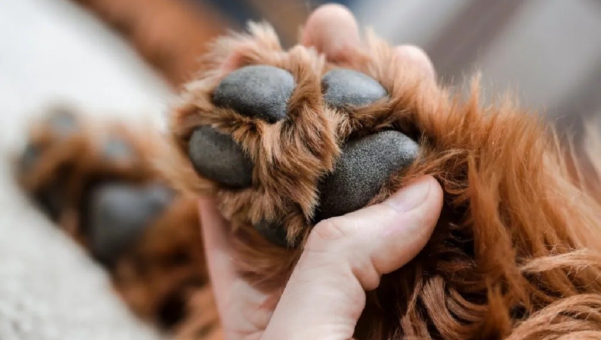 Perrita es rescatada tras brutal ataque con machete en Guanajuato | Especial