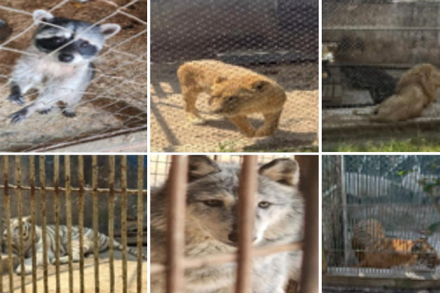 Rescatan a animales exóticos y domésticos en el Estado de México. | Especial