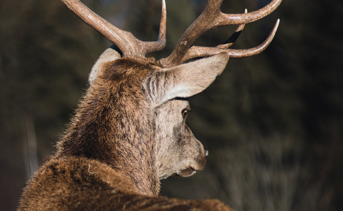 “Busca el ciervo enamorado de la flecha / la ocasión de su herida…” (Freepik)