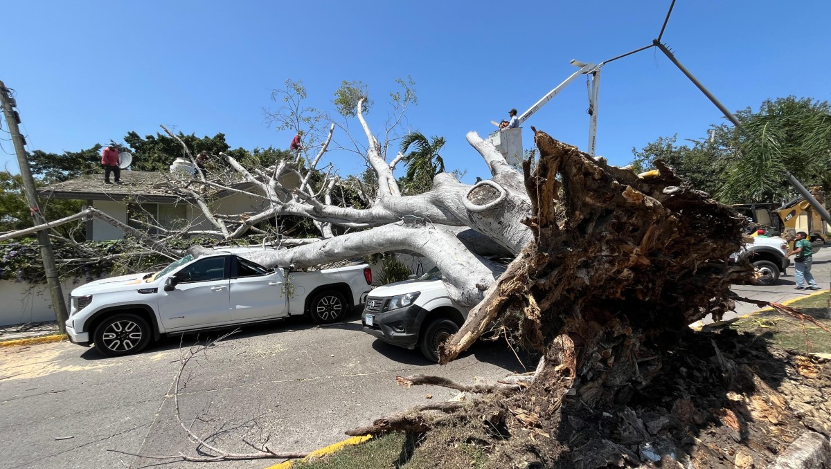 Cae enorme árbol sobre dos camionetas en avenida Faja de Oro, en Tampico. (Yazmín Sánchez)