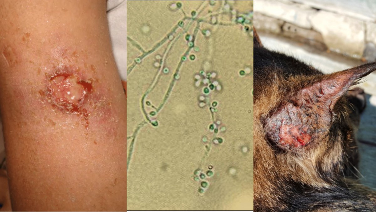Una familia y su mascota en Uruguay fue afectada por este hongo. | Especial
