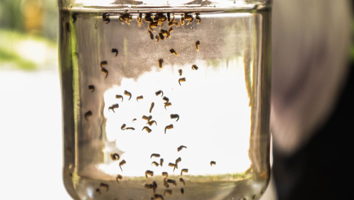 Autoridades sanitarias mantienen vigilancia epidemiológica por casos de dengue en Oaxaca. | Cuartoscuro