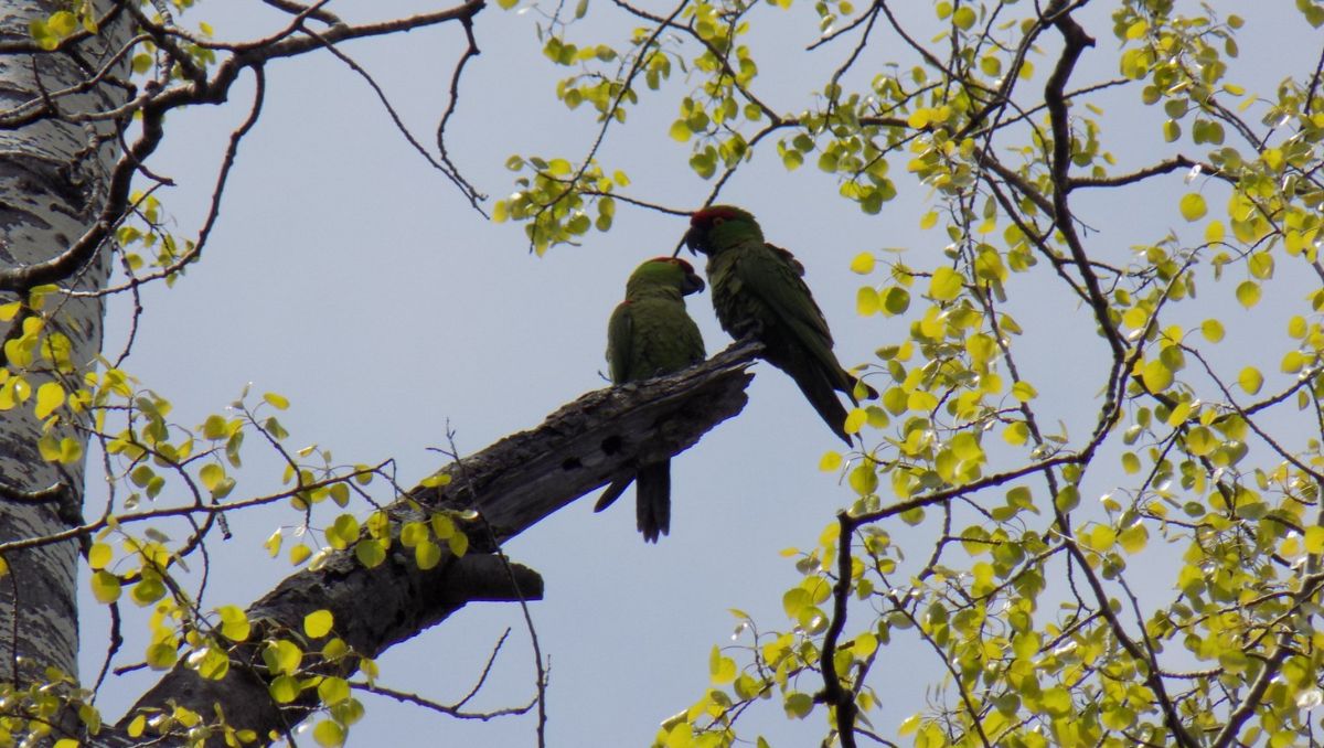 La cotorra serrana occidental se distingue por su plumaje verde y su característico pico negro. | Especial