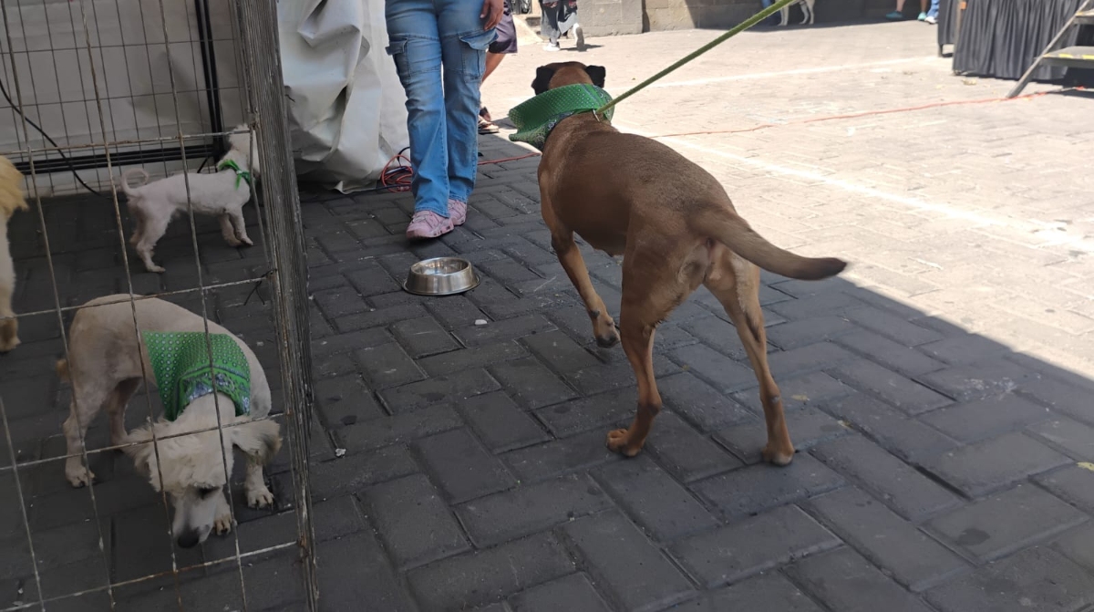 Casi una treintena de caninos buscan un nuevo hogar en Guadalajara (Foto: Fátima Briceño)