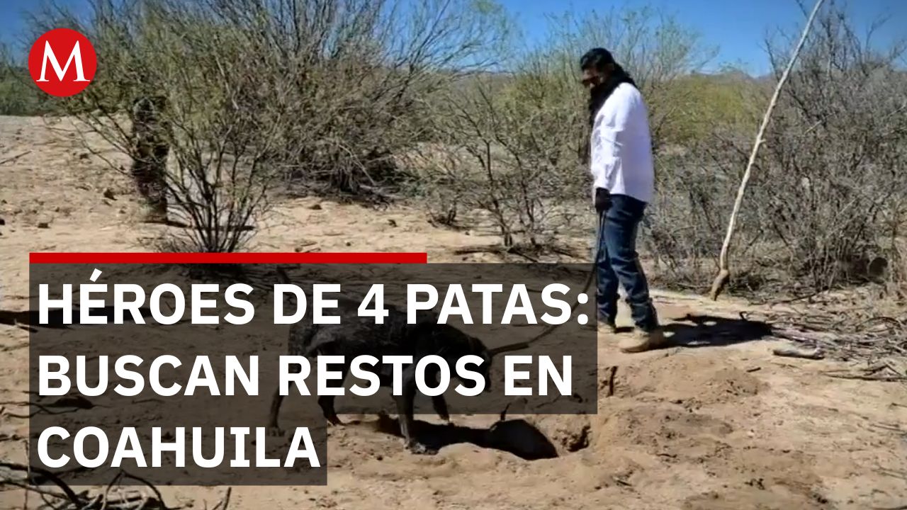 Binomios caninos en Coahuila: La esperanza de hallar restos a 2 metros bajo tierra
