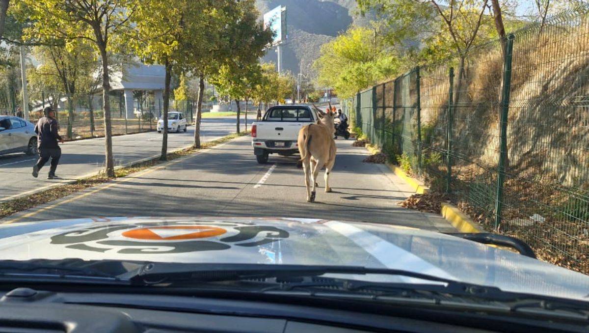 El ejemplar quedó bajo resguardo de personal especializado | Especial