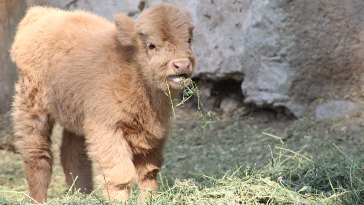 El Zoológico de León anuncia el nacimiento de varias especies.