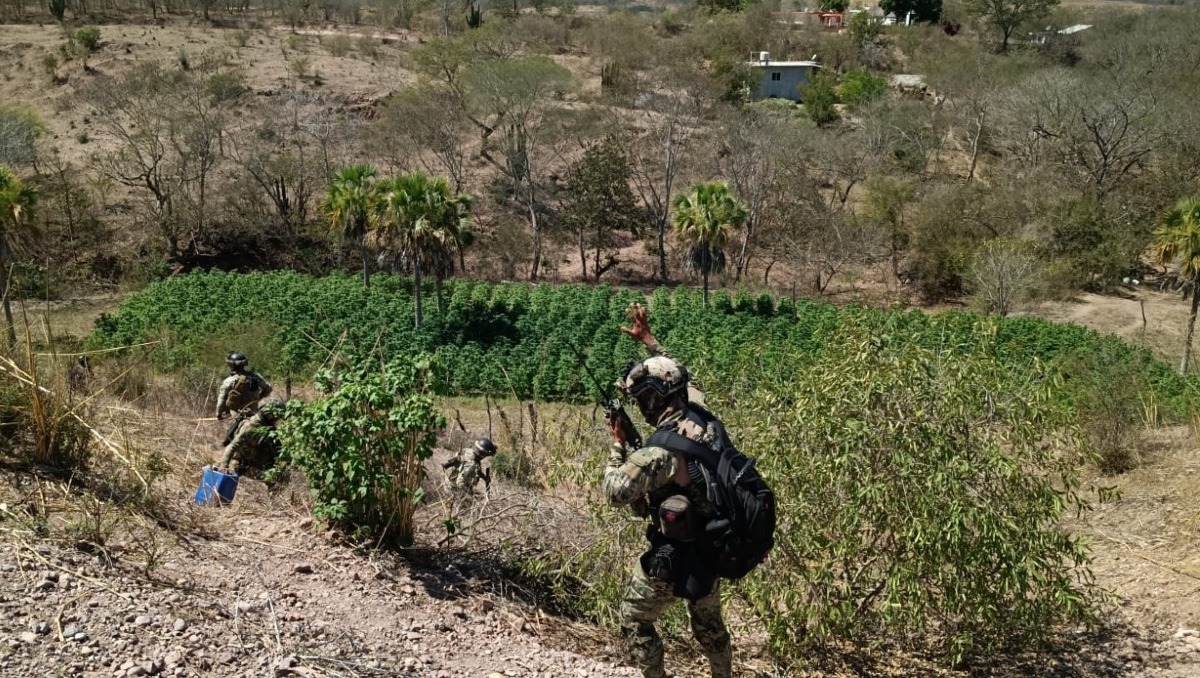 Encuentran plantíos de mariguana en Sinaloa. | Especial