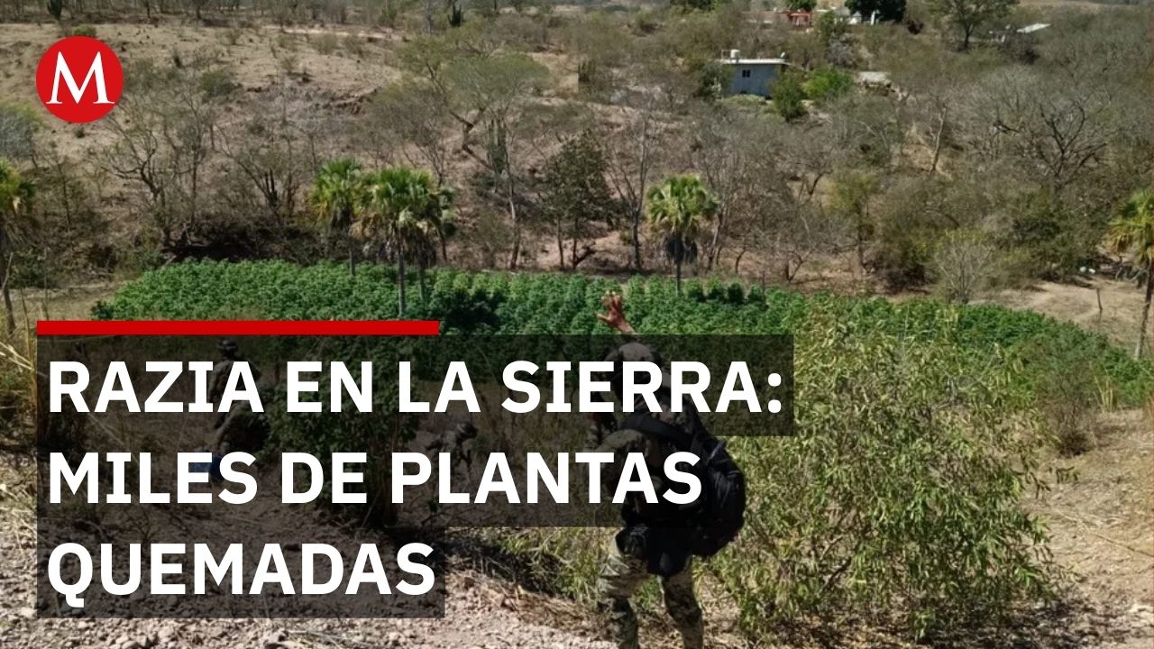 Marina destruye plantíos de marihuana y precursores químicos en Sinaloa