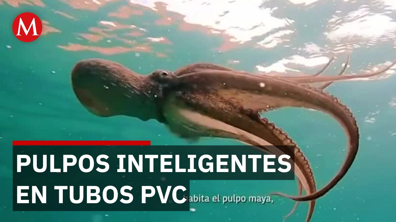 Buscan prohibir por ley las granjas de pulpo en México tras revelarse tortura animal