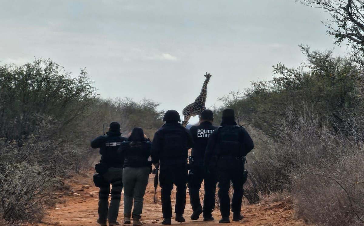 Jirafas en Coahuila. | Foto: Especial