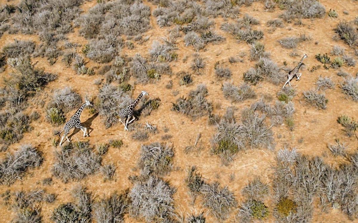 Jirafas en Coahuila. | Foto: Iván Sánchez
