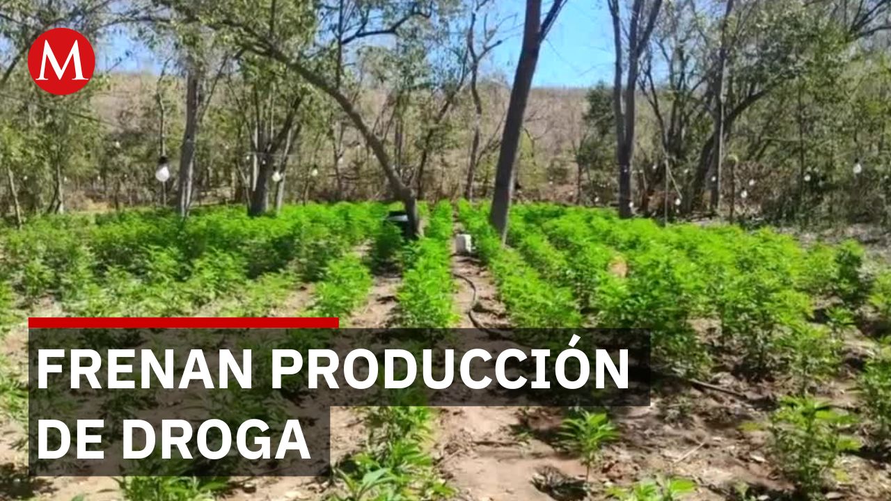 Marina destruye miles de plantas de marihuana y precursores químicos en Sinaloa