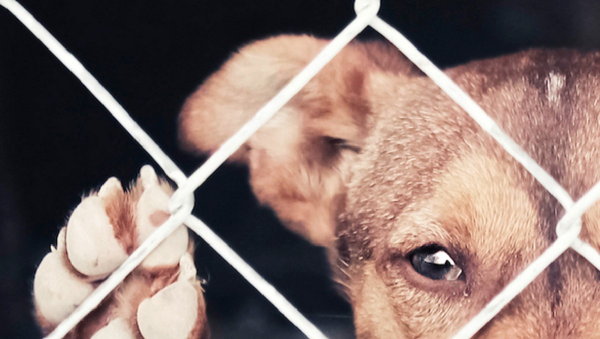 Animalistas en Guanajuato exigen cárcel para maltratadores.