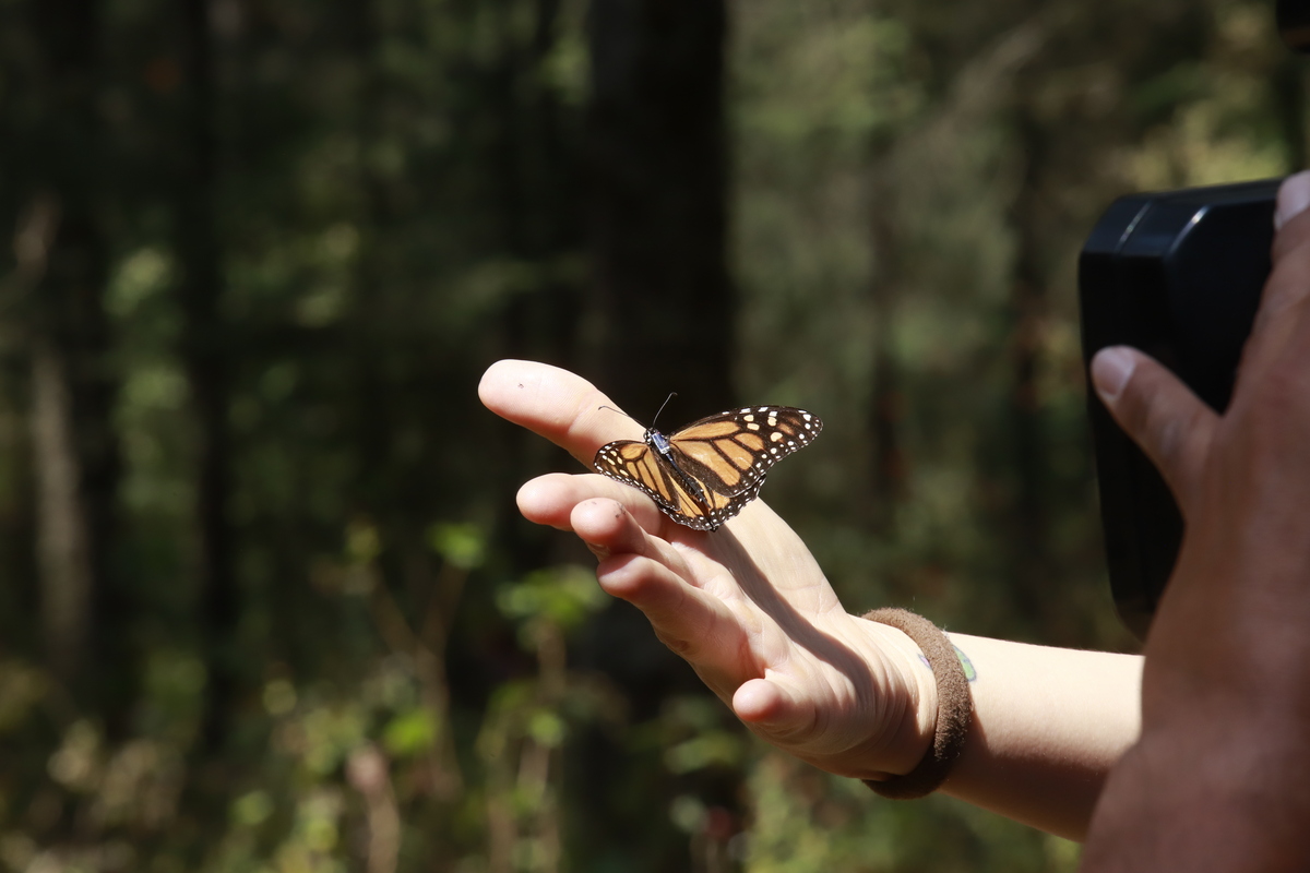 Este año, aumentó la ocupación de Monarcas, aunque se prevé un avistamiento menor. | Juan Carlos Bautista
