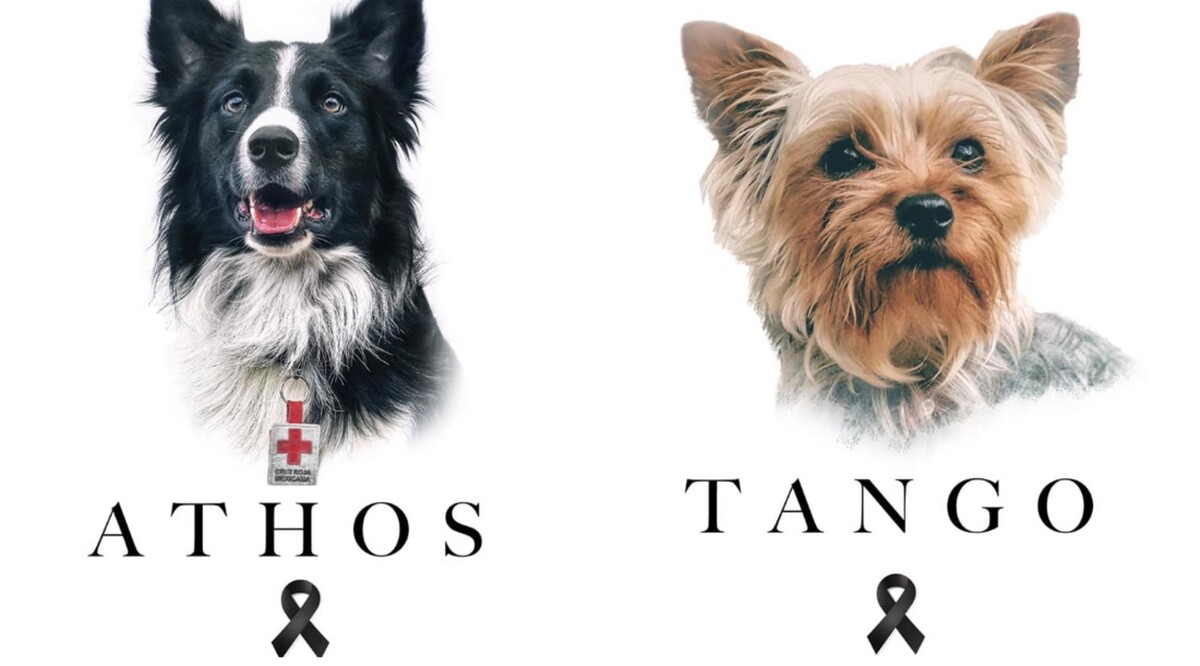 Athos y Tango, perros rescatistas de la Cruz Roja en Querétaro, murieron envenedados en 2021.