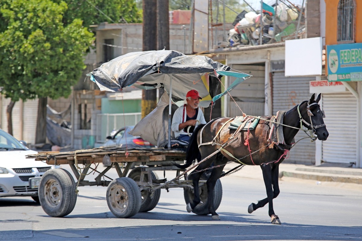Detallan proceso del programa de sustitución de tracción animal por vehículos motorizados. (Archivo: Roberto Amaya)