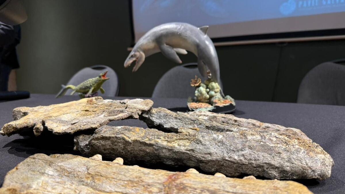 El fósil establece un vínculo simbólico con la mitología mesoamericana.| Especial