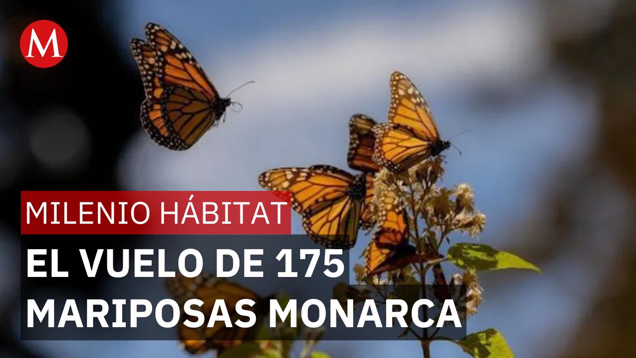 Así funcionan los nanochips que rastrean la migración de la mariposa monarca | Milenio Hábitat