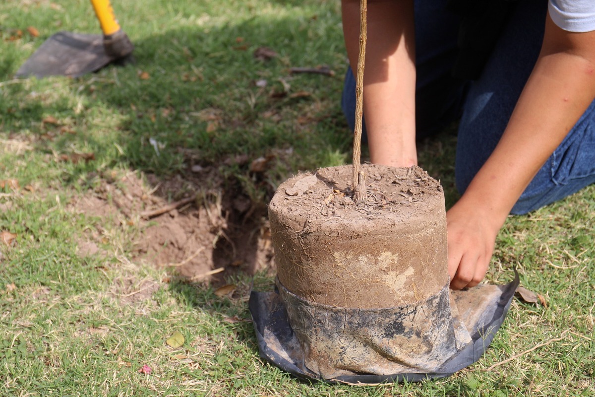 Lanzan iniciativa 'Torreón más Verde' para la donación de árboles y plantas. (Archivo: Rolando Riestra)