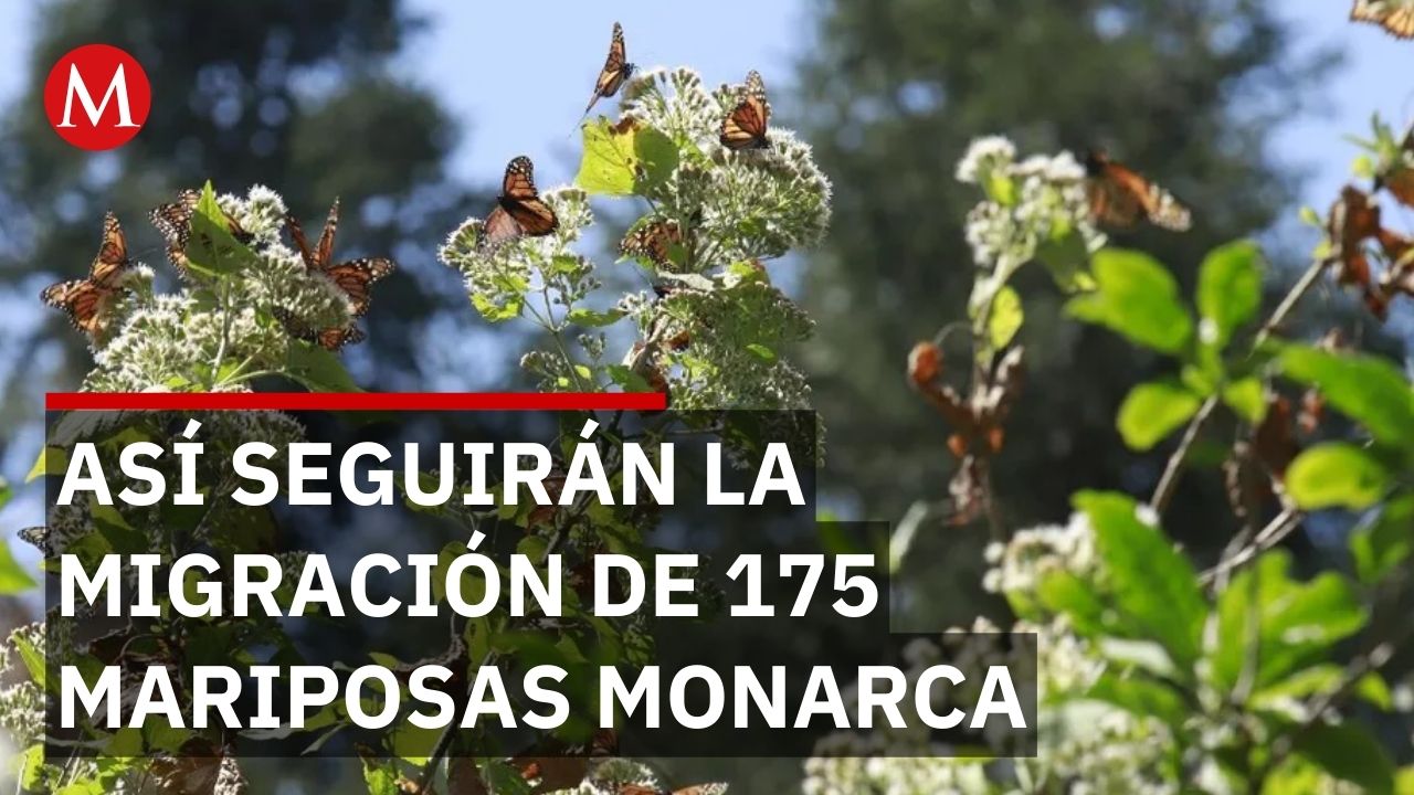 Mariposas Monarca "equipadas" con microchips para rastrear sus patrones de migración