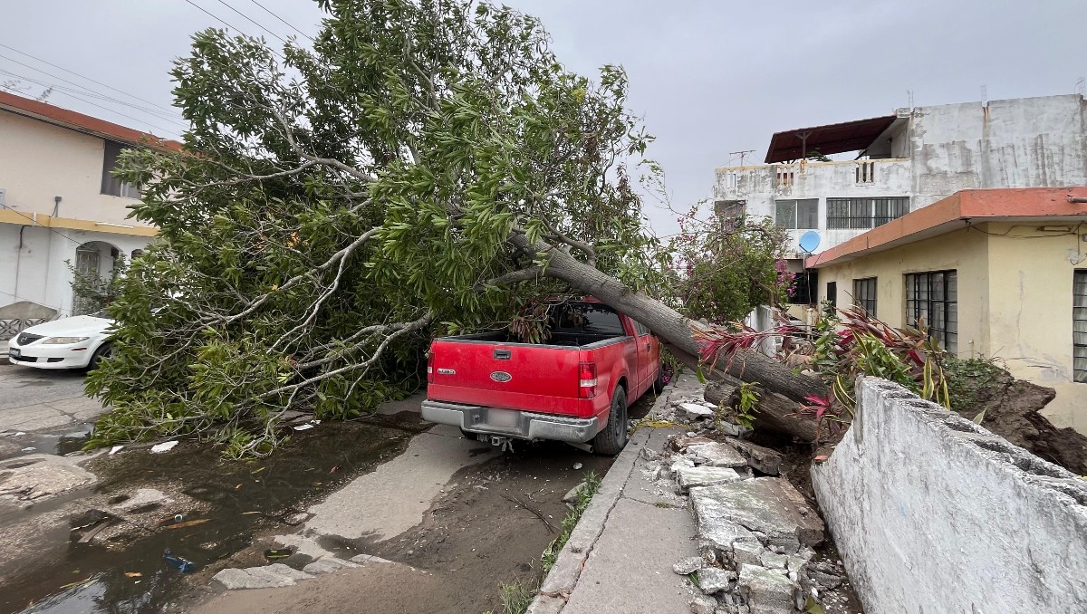 Se reportaron arboles caídos en la zona sur de Tamaulipas por fuerte evento de norte. (Yazmín Sánchez)