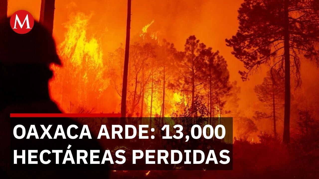 Suman 13,700 hectáreas forestales perdidas en solo tres meses