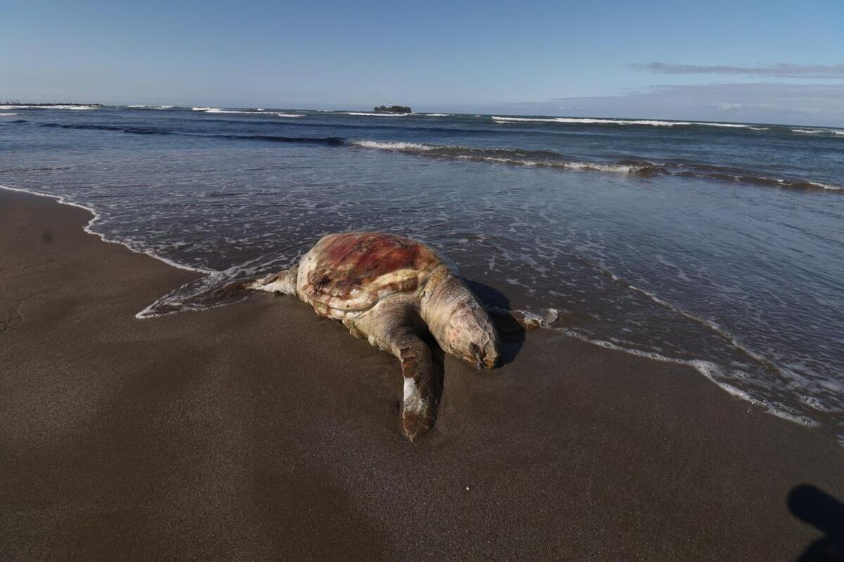 Hallan tortuga muerta en playas de Veracruz. | Foto: Especial