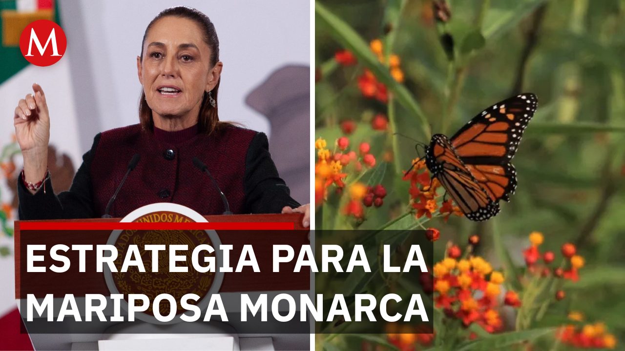 México, EU y Canadá protegerán a la Mariposa Monarca