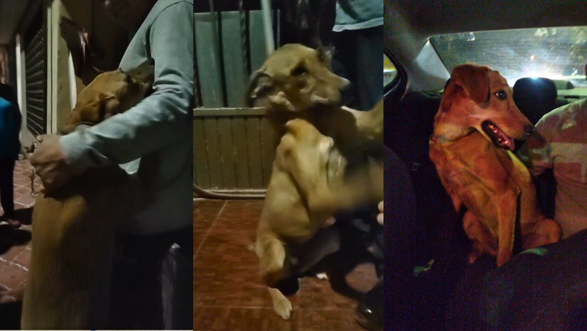 Mika es de carácter dócil y juguetón, se mostró muy feliz y contenta al ser sacada de ese frío patio. | Especial