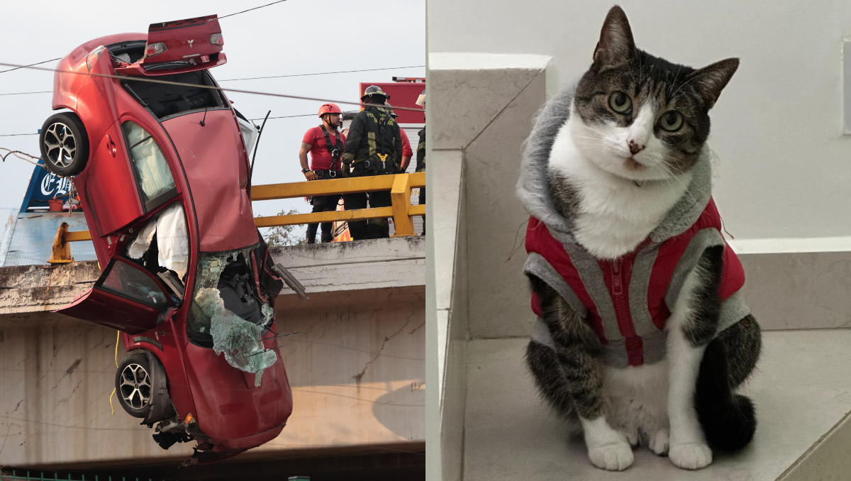 Mittens iba en su transportadora, pero al momento del accidente, salió del automóvil y no la han localizado | Agencia Es Imagen/Especial