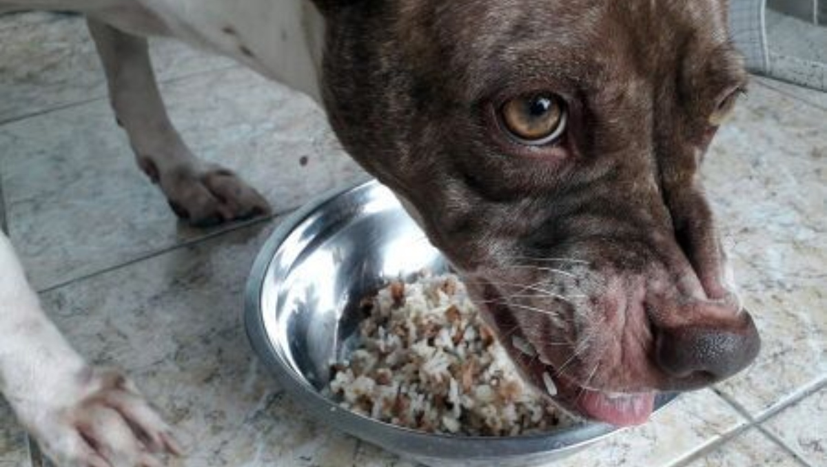 Protección de recursos en perros