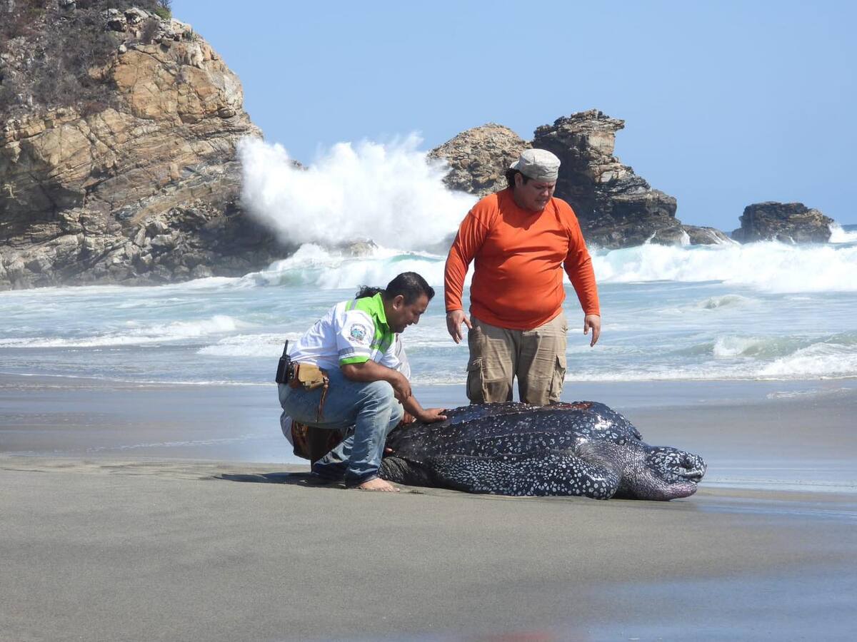 En el rescate de la tortuga laúd en Oaxaca participaron al menos 50 personas. | Especial