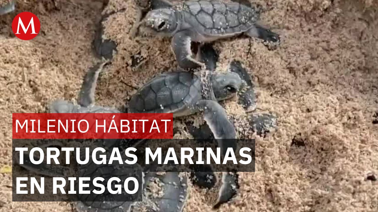 Tortugas marinas, jaguares y aves serán afectados el "Perfect Day Mahahual" | Milenio Hábitat