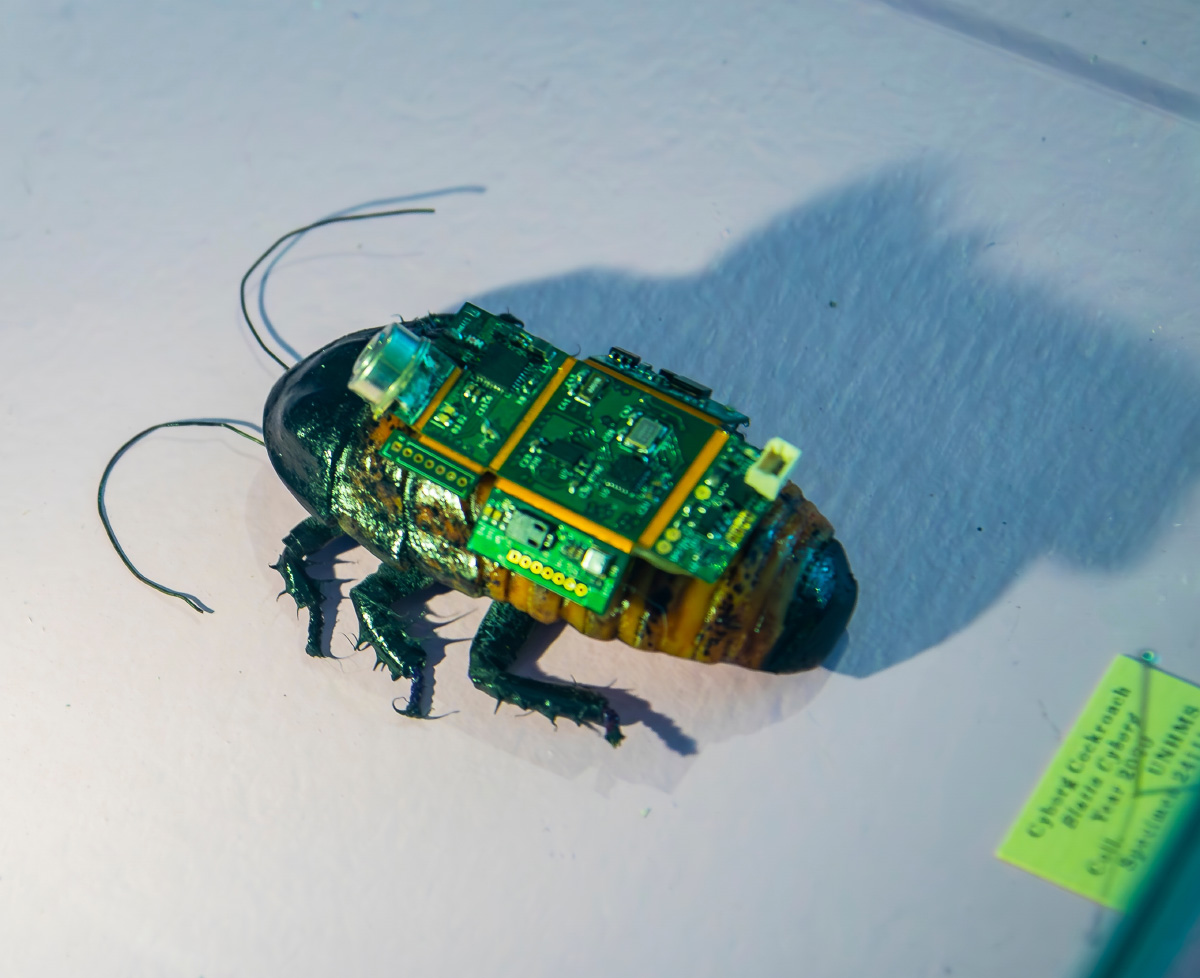 Cucaracha silbadora de Madagascar equipada. Shuterstock.