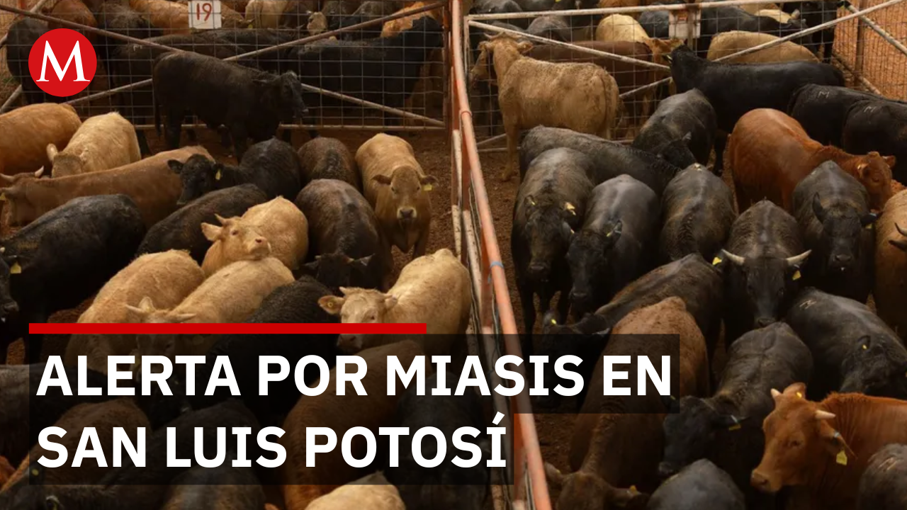 Detectan larva de gusano barrenador en dos mujeres potosinas