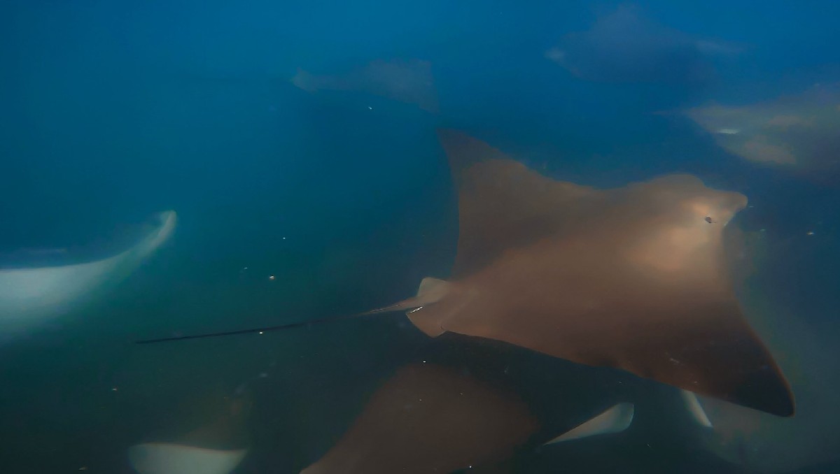 Captan a grupo de rayas nariz de vaca en playa Miramar. (Susan Aide)