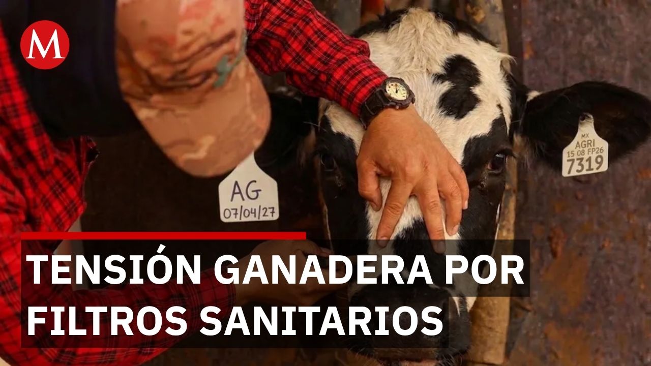 El gusano barrenador llegará primero a Texas que a Chihuahua advierte la Unión Ganadera