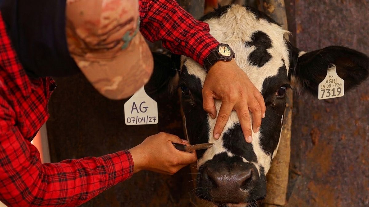 Imagen ilustrativa de ganado con gusano barrenador | Foto: Generada con Gemini.
