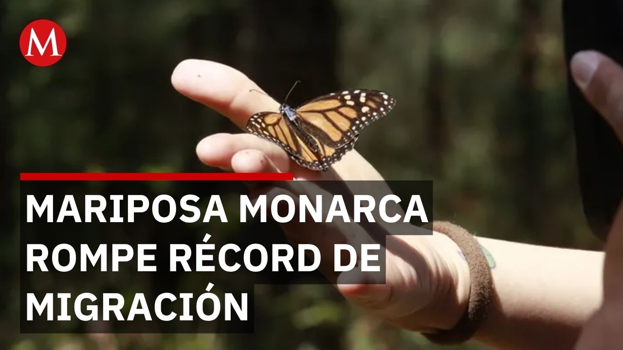 Nanochips revelan la ruta exacta y velocidad real de la migración monarca 2026