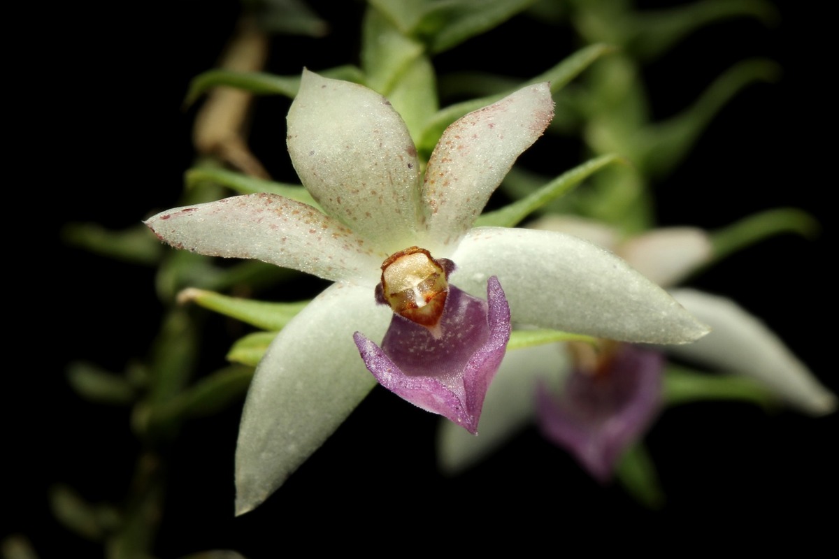 El 40% de las orquídeas en México son endémicas, es decir, no existen en otro lugar.
