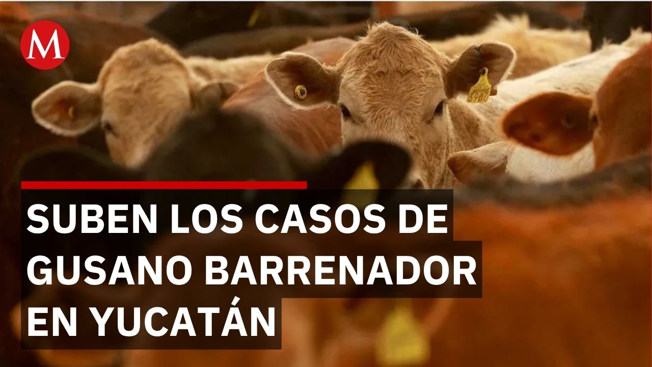 Aumentan casos de gusano barrenador en Yucatán; suman mil 654 en 100 municipios