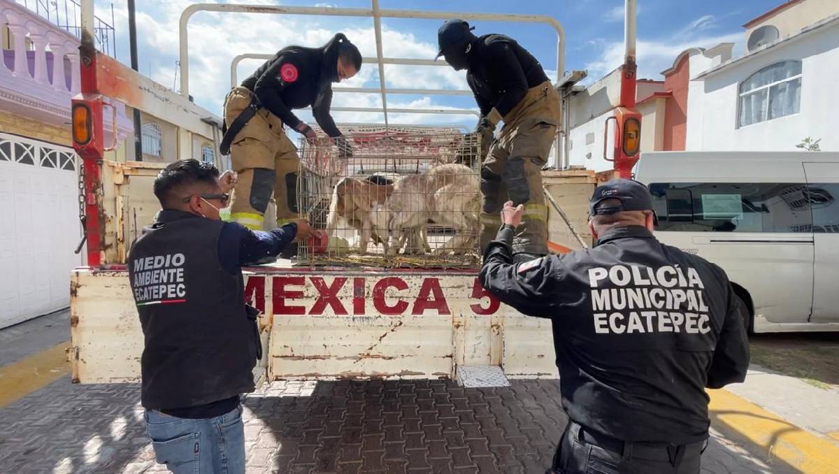 Dentro de la casa invadida por Los 300 localizaron 11 borregos y chivos. Foto: (Especial)