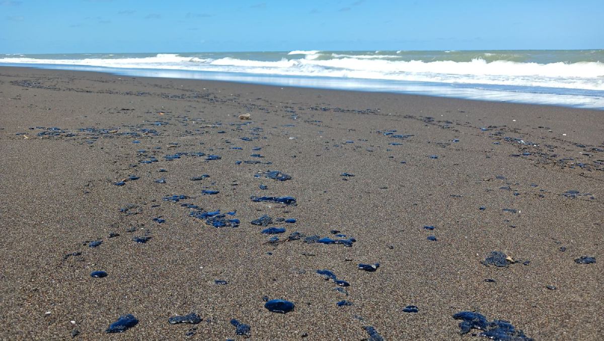 Reportan la presencia de manchas a lo largo de las playas de ese municipio y Tecolutla. | Isabel Zamudio