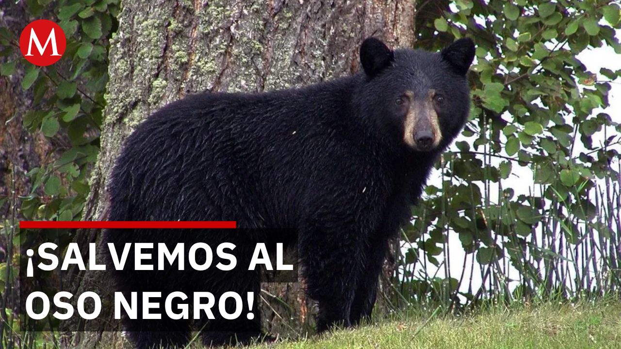 Alianza por el oso negro: Grupo Bimbo y SEMARNAT unen fuerzas para su conservación