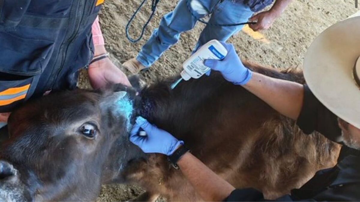 Autoridades descartan riesgo para consumo de carne (Cortesía)