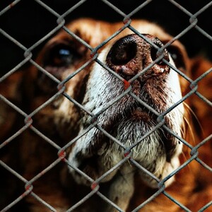 En 2024 la Fiscalía de Guanajuato abrió 154 carpetas por los mismos delitos, es decir, un promedio de 12 carpetas mensuales.